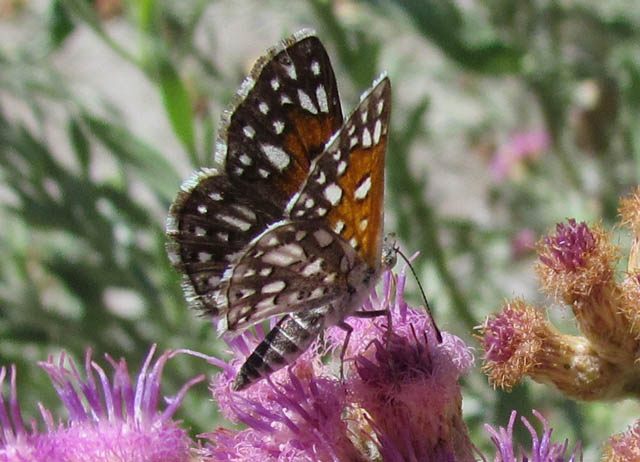 Lange's Metalmark